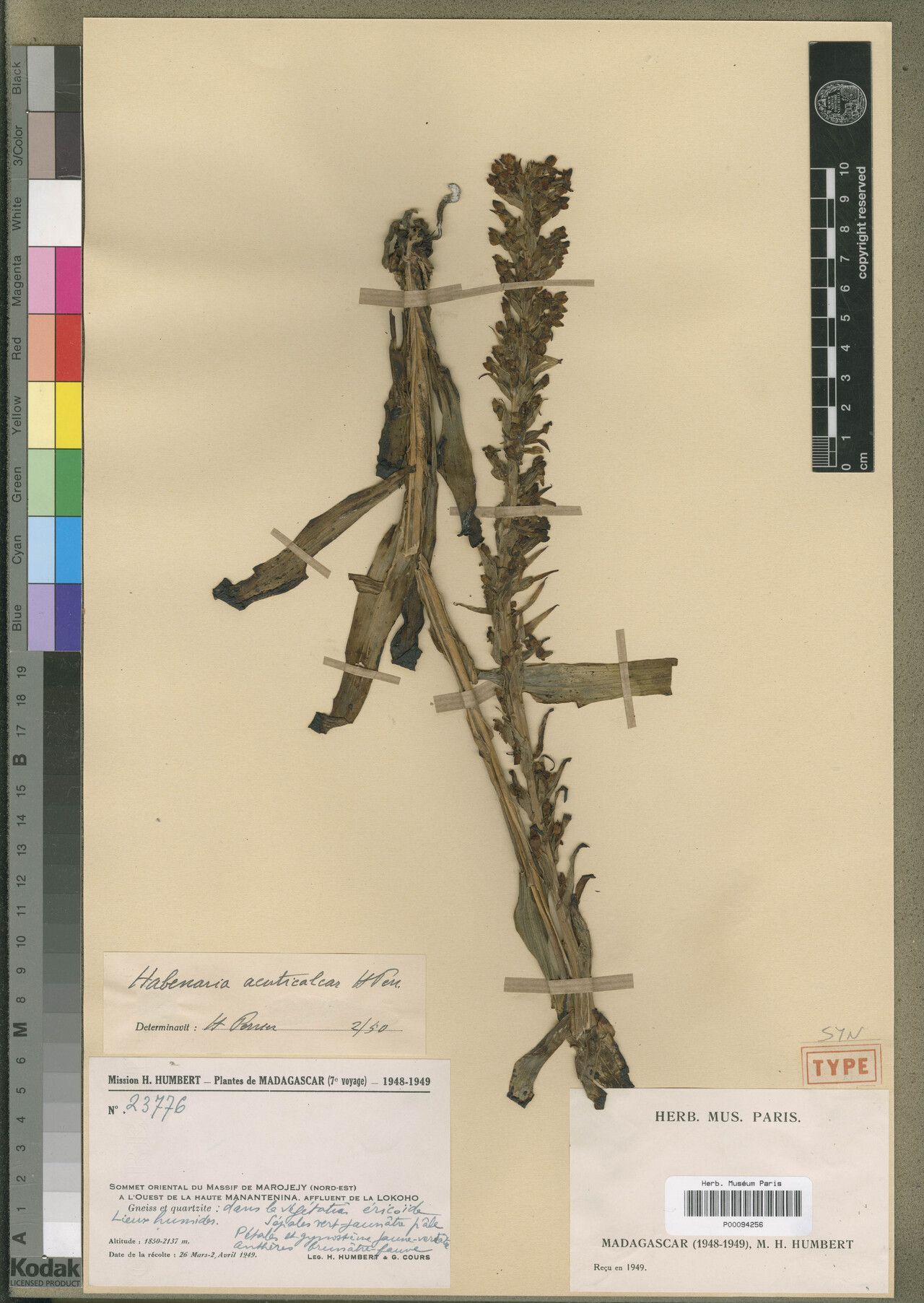 Habenaria acuticalcar — related species from the same genus