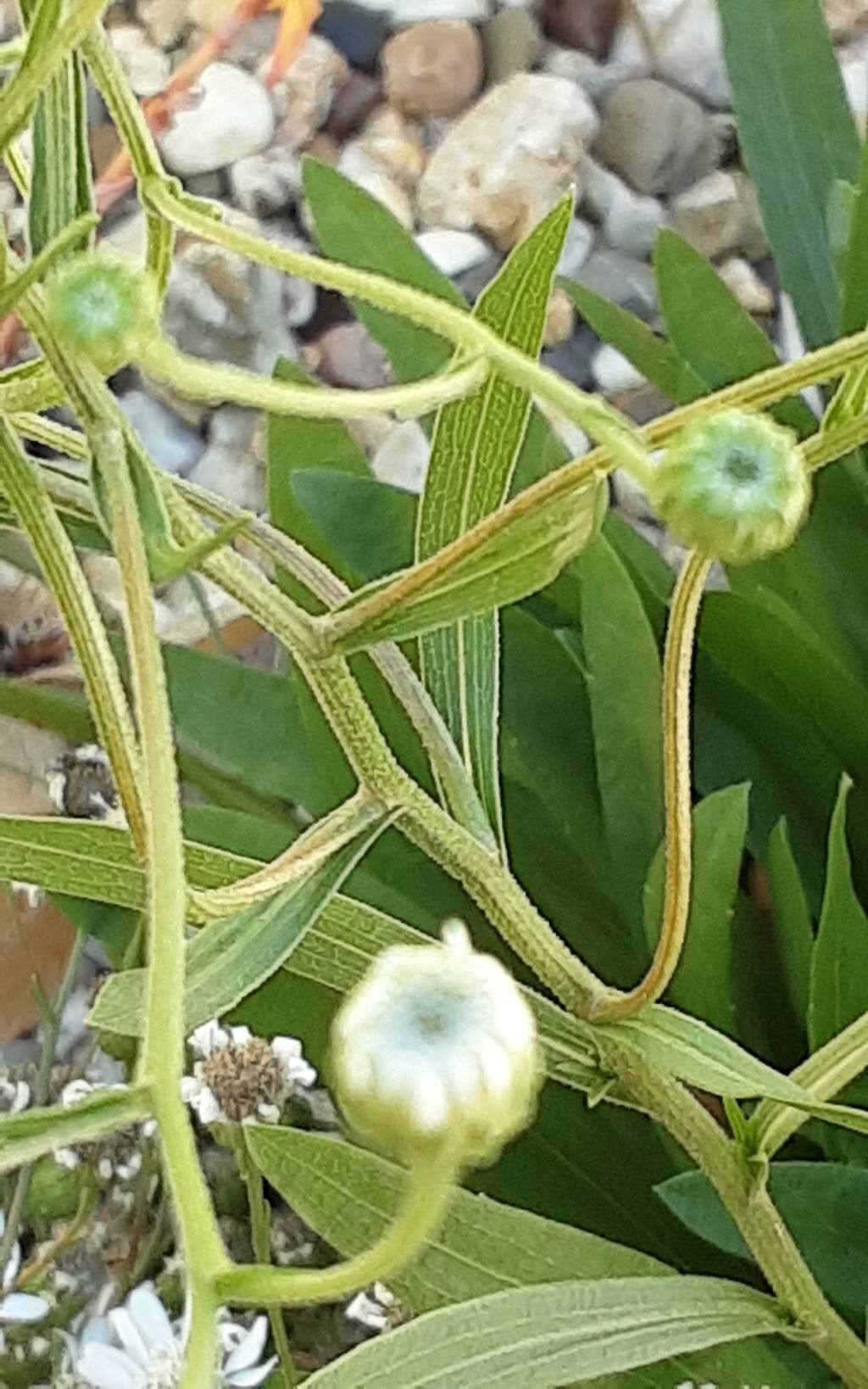 Solidago ptarmicoides bark