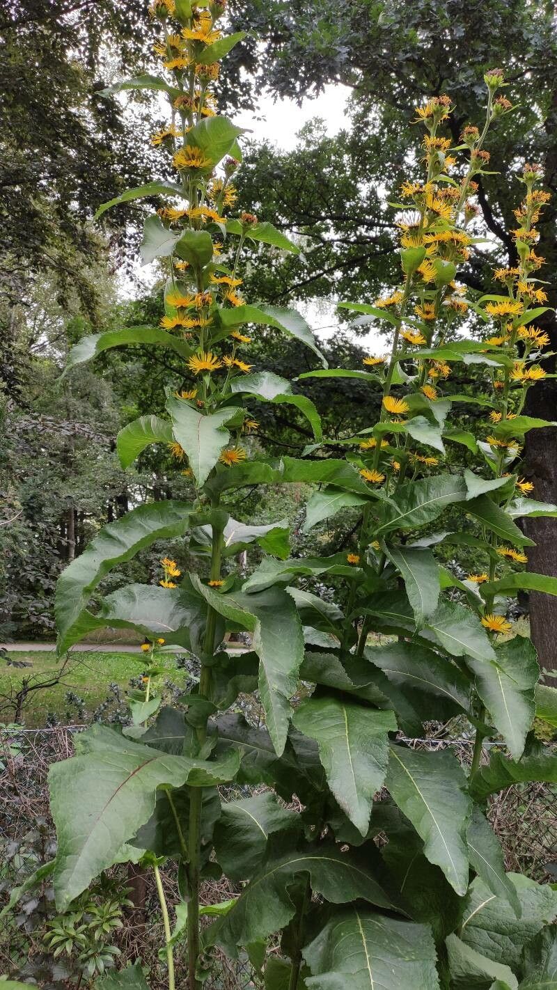 Inula racemosa habit
