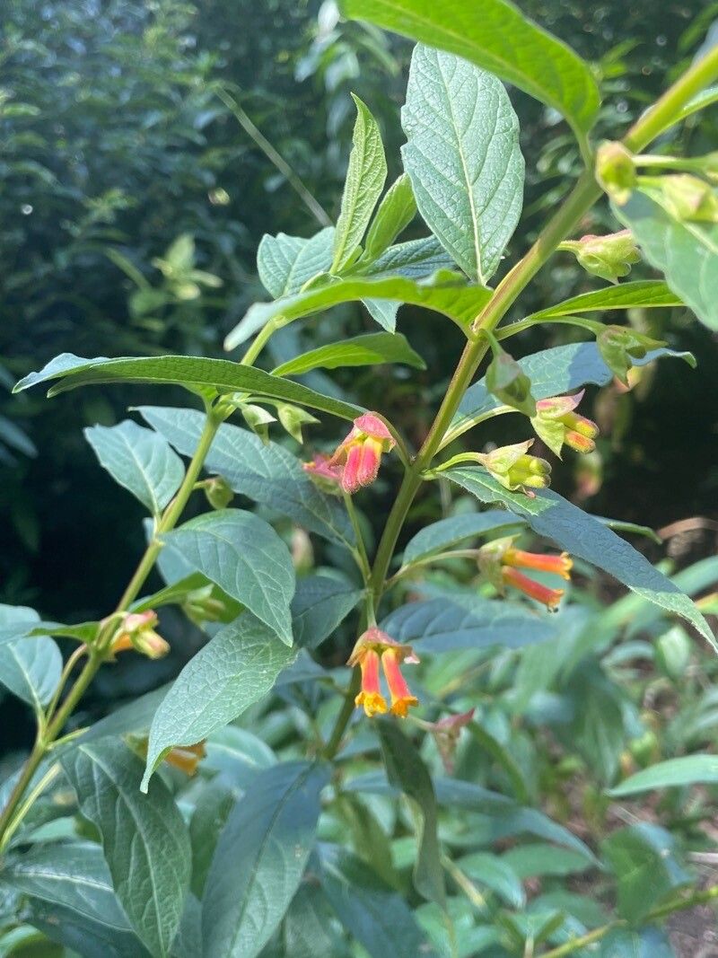 Lonicera involucrata flower