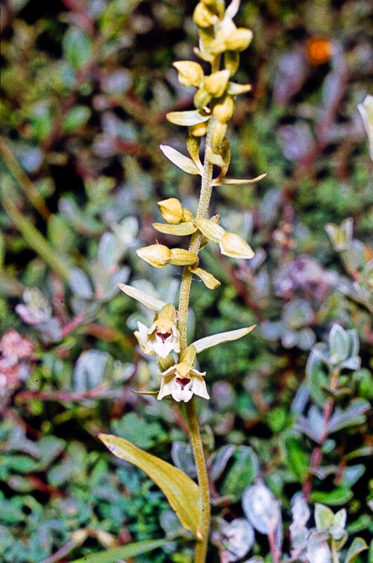Epipactis dunensis — search result for 'Epipactis'