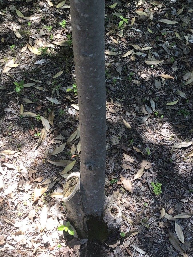 Magnolia salicifolia bark