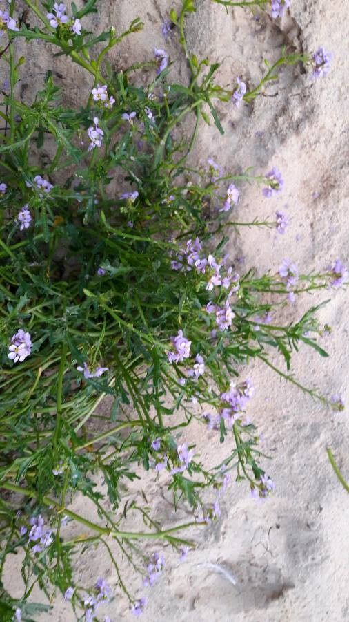 Cakile edentula flower