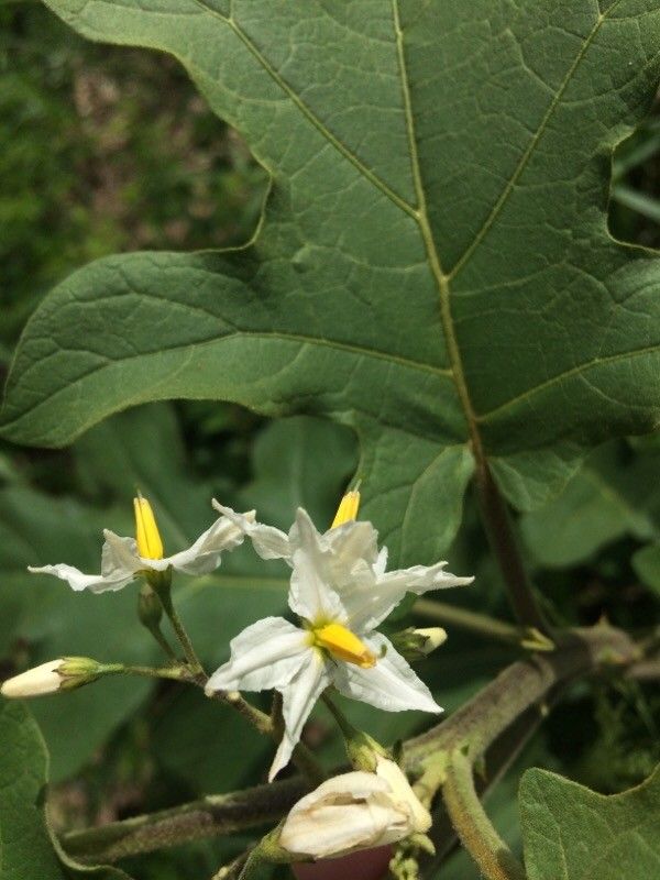 Solanum robustum flower