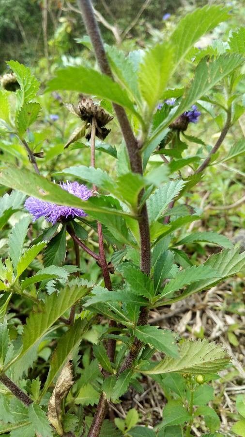 Centratherum punctatum bark