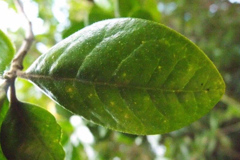 Turraea ovata — houseplant care guide