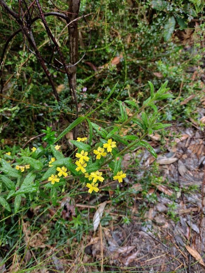 Goodenia heterophylla habit