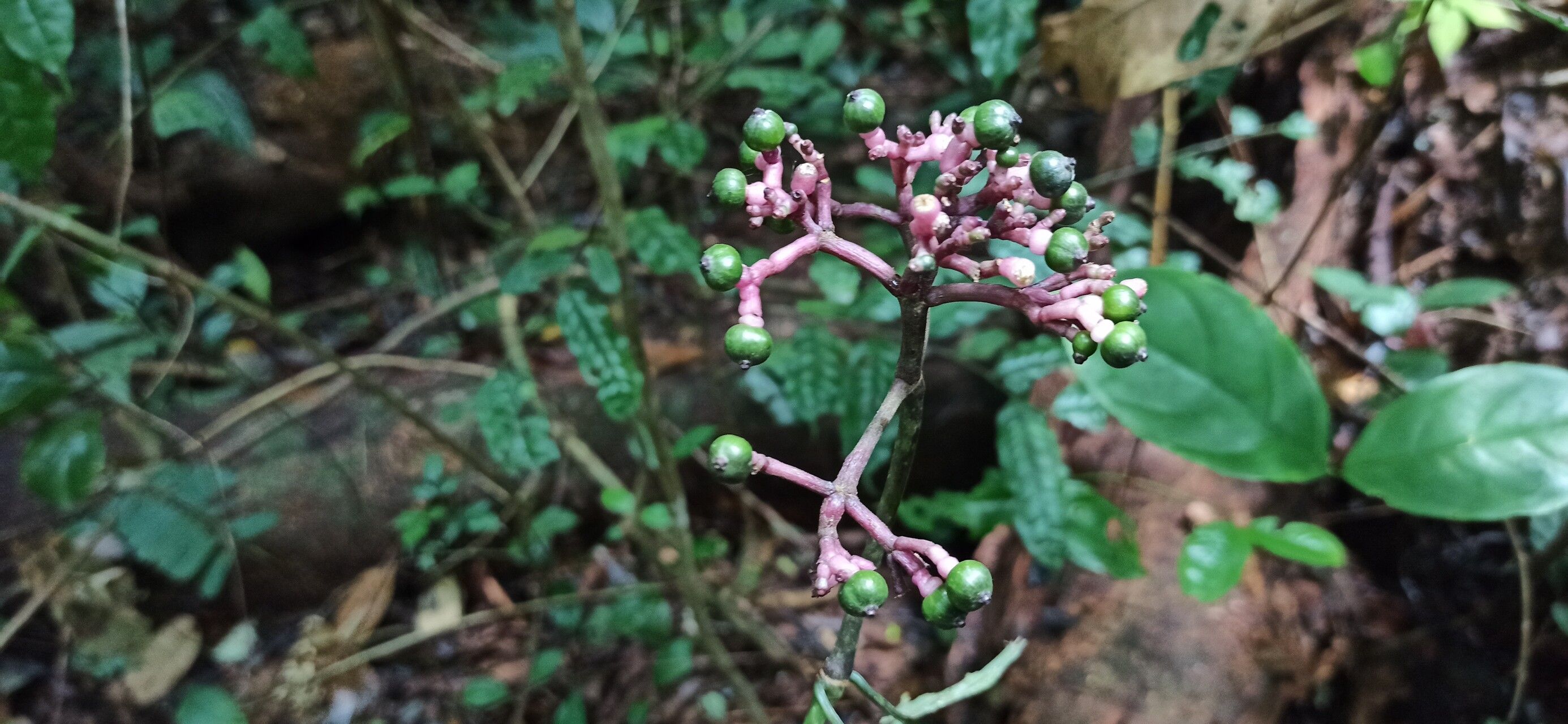 Chassalia cristata fruit