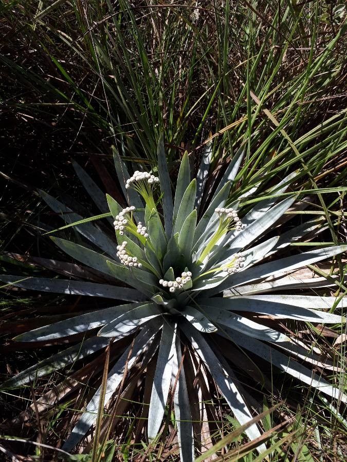 Paepalanthus bromelioides habit