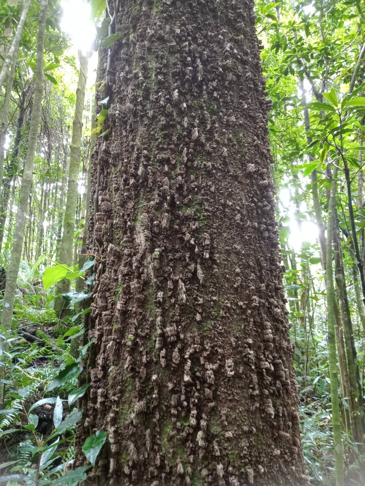 Polyscias aemiliguineae bark