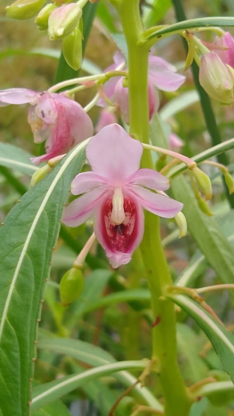 Hydrocera triflora — houseplant care guide