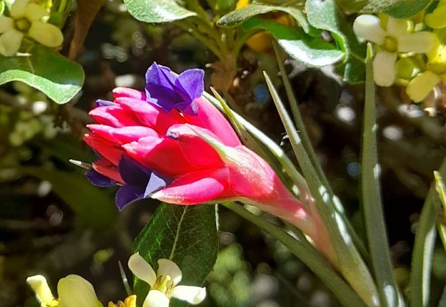 Tillandsia aeranthos flower