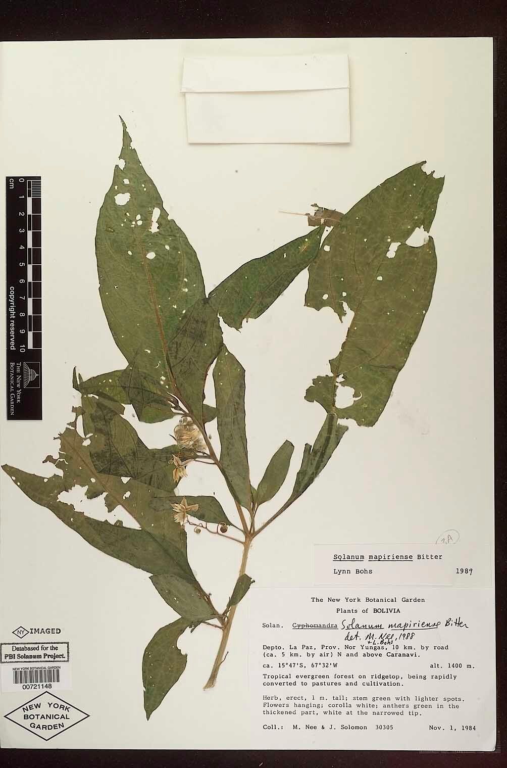 Solanum mapiriense — houseplant care guide