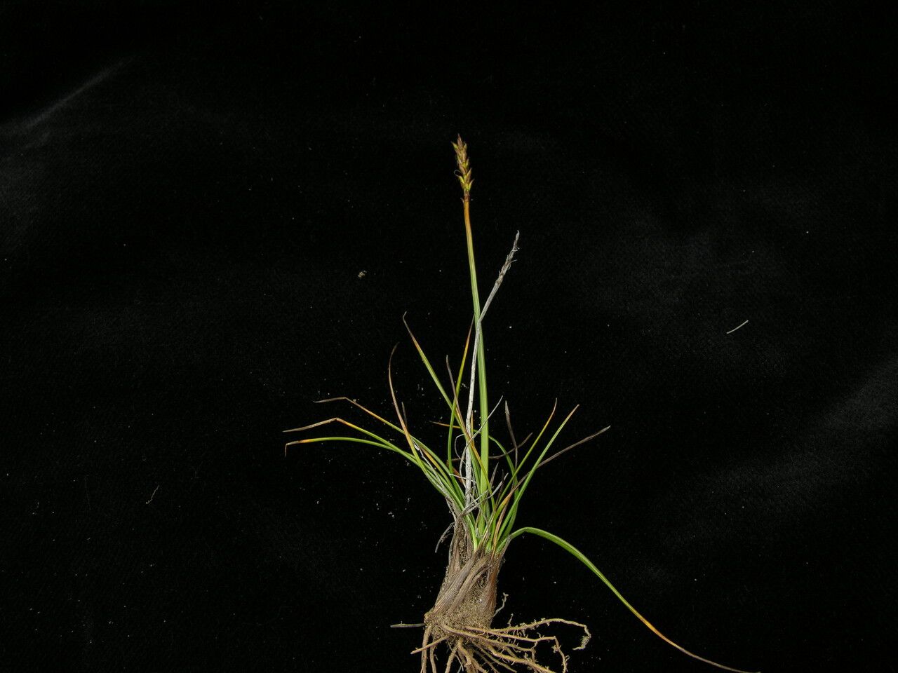 Carex bonatiana — houseplant care guide