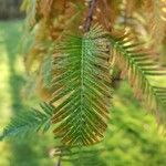 Metasequoia glyptostroboides
