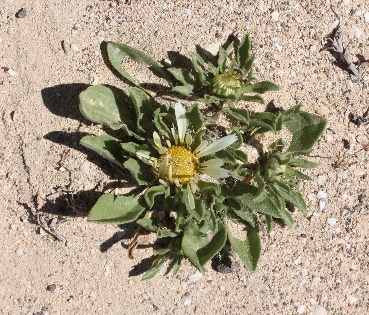 Asteriscus schultzii habit