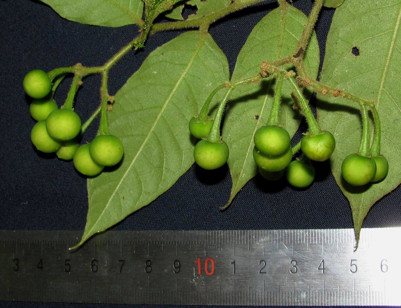 Solanum armentalis — houseplant care guide