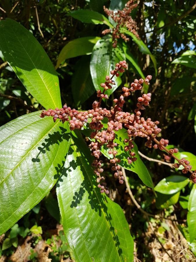 Miconia calvescens fruit