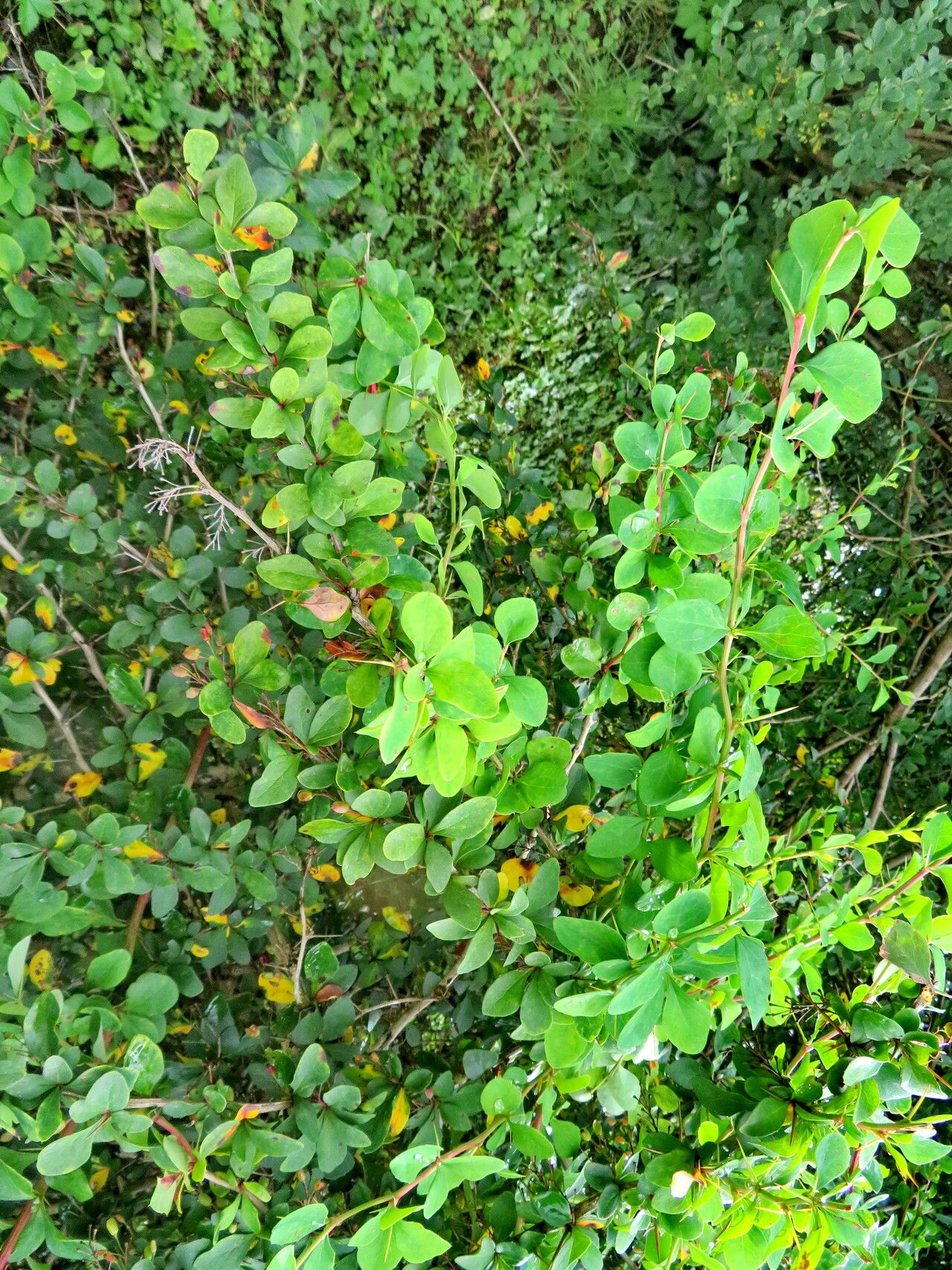 Berberis francisci-ferdinandi — houseplant care guide