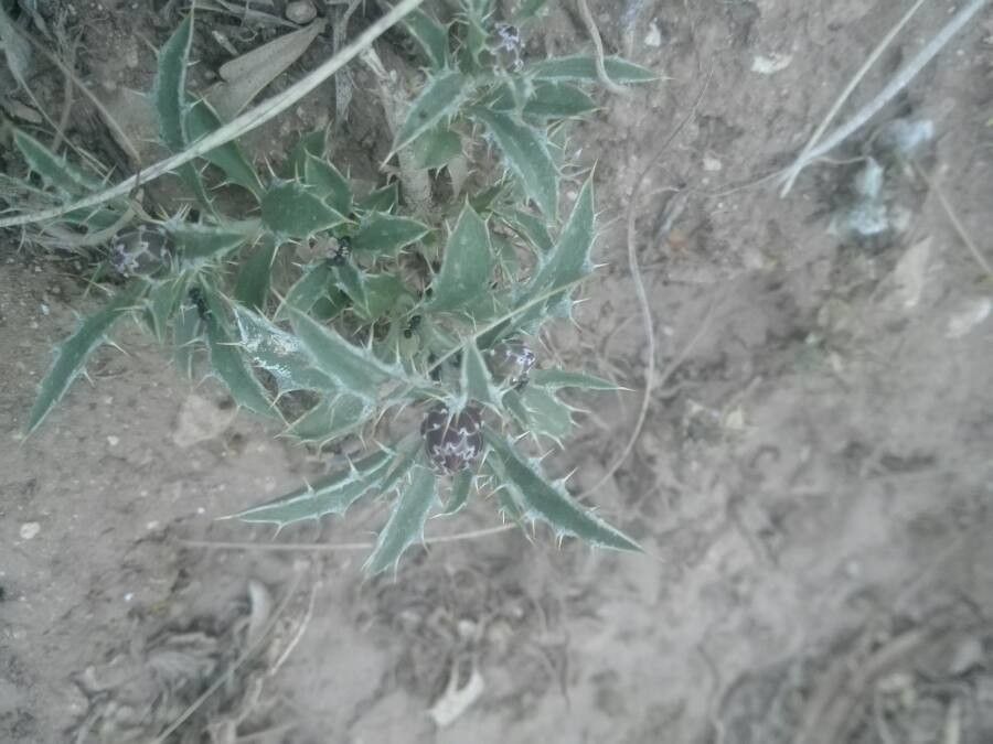 Atractylis phaeolepis — houseplant care guide