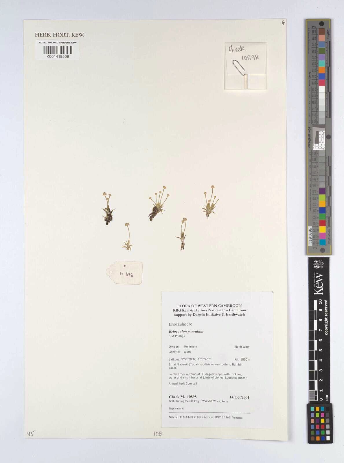 Eriocaulon parvulum — houseplant care guide