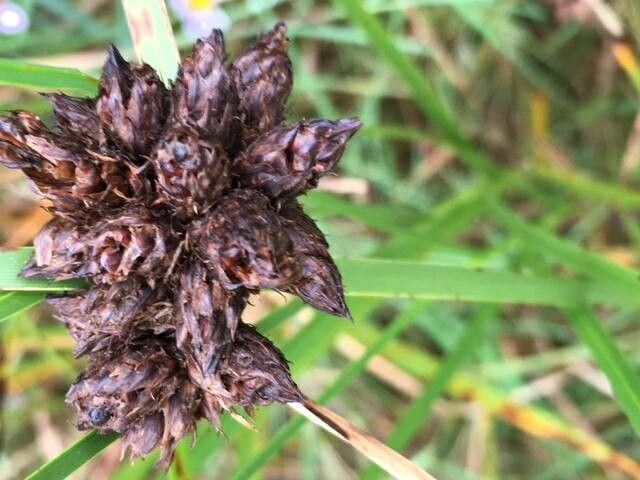 Bolboschoenus maritimus fruit