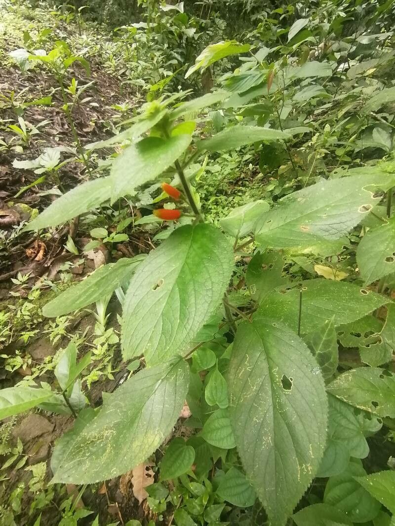 Kohleria tubiflora habit
