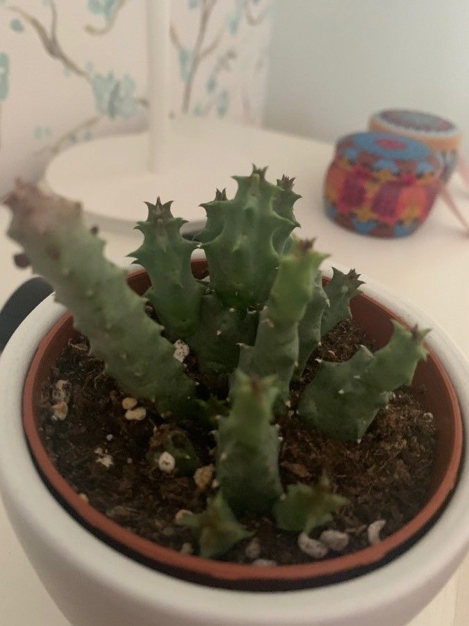 Huernia primulina — search result for 'Namibia'