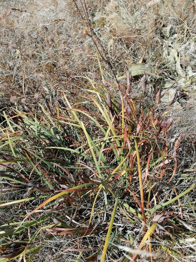 Iris sintenisii fruit