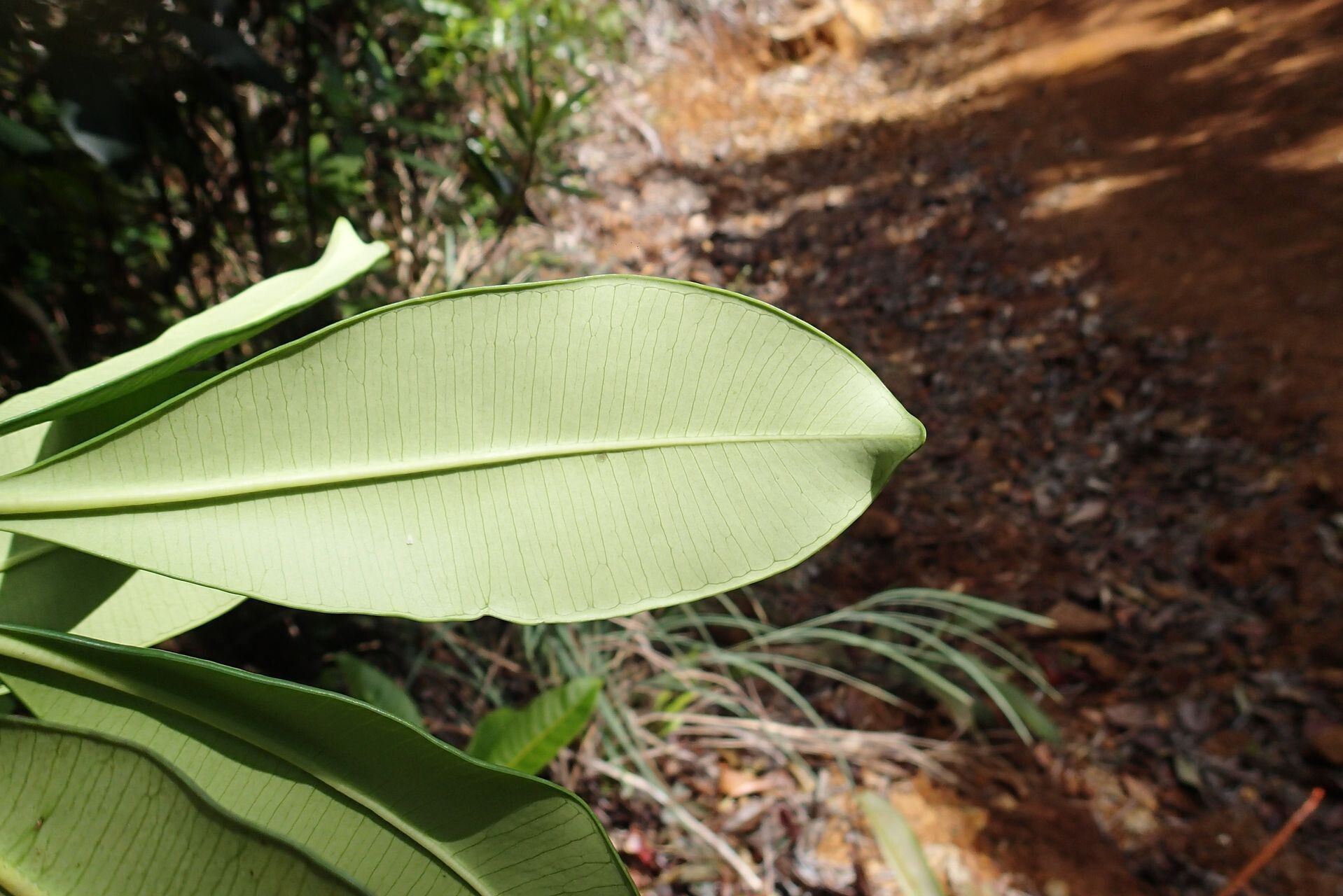 Ochrosia balansae leaf