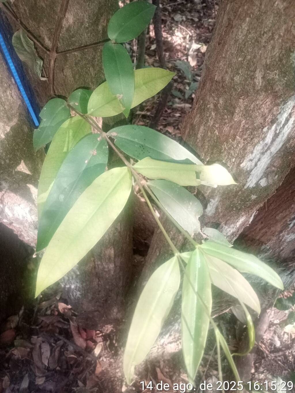 Mouriri apiranga — related species from the same genus