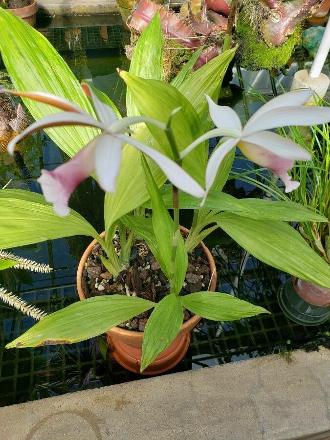 Phaius tankervilleae habit