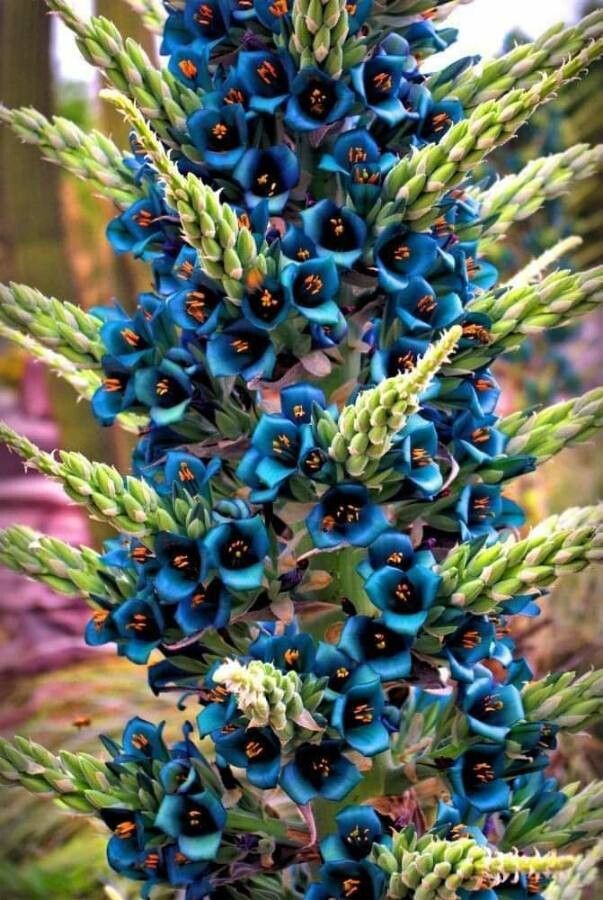 Puya alpestris flower