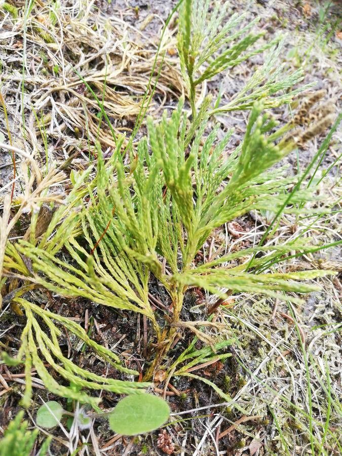 Lycopodium × zeilleri — search result for 'Lycopodium'