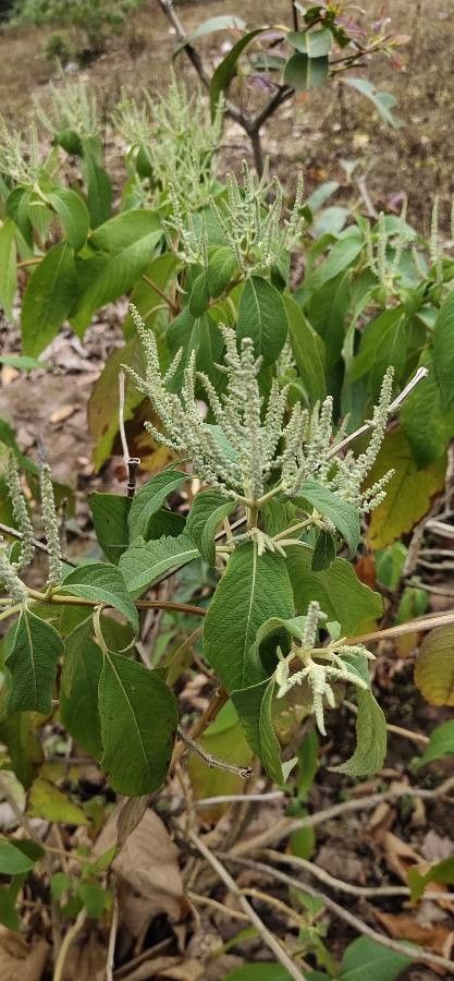 Colebrookea oppositifolia leaf