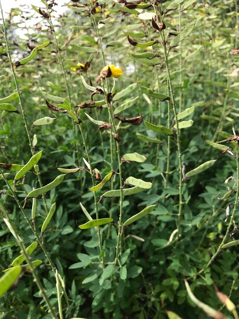 Cytisus nigricans fruit