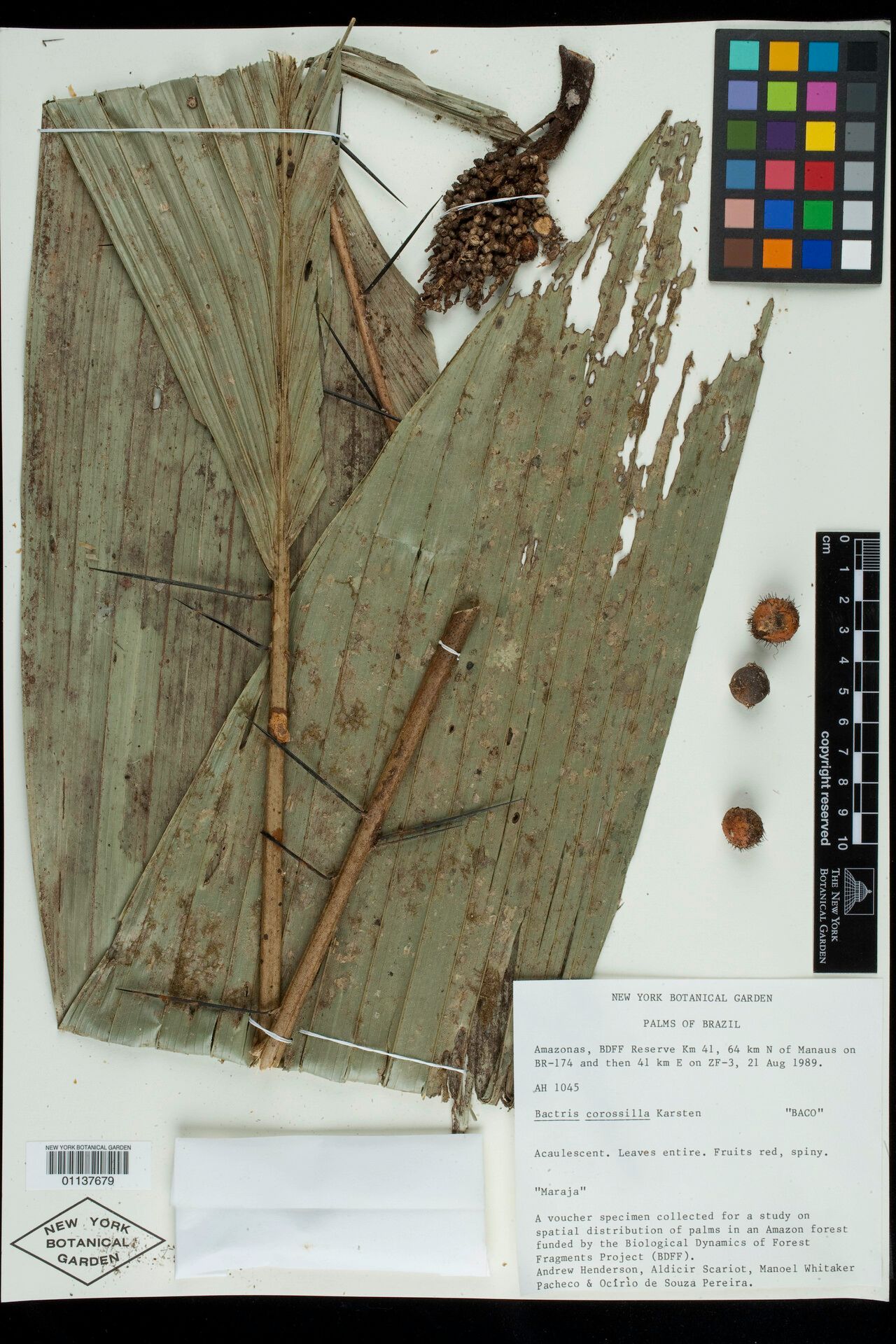 Bactris acanthocarpa fruit