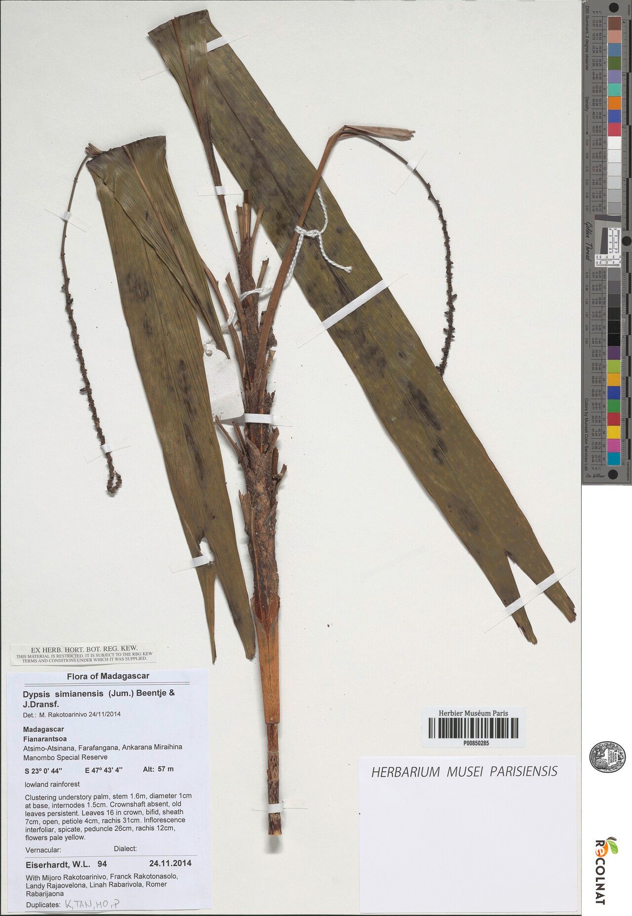 Dypsis simianensis other