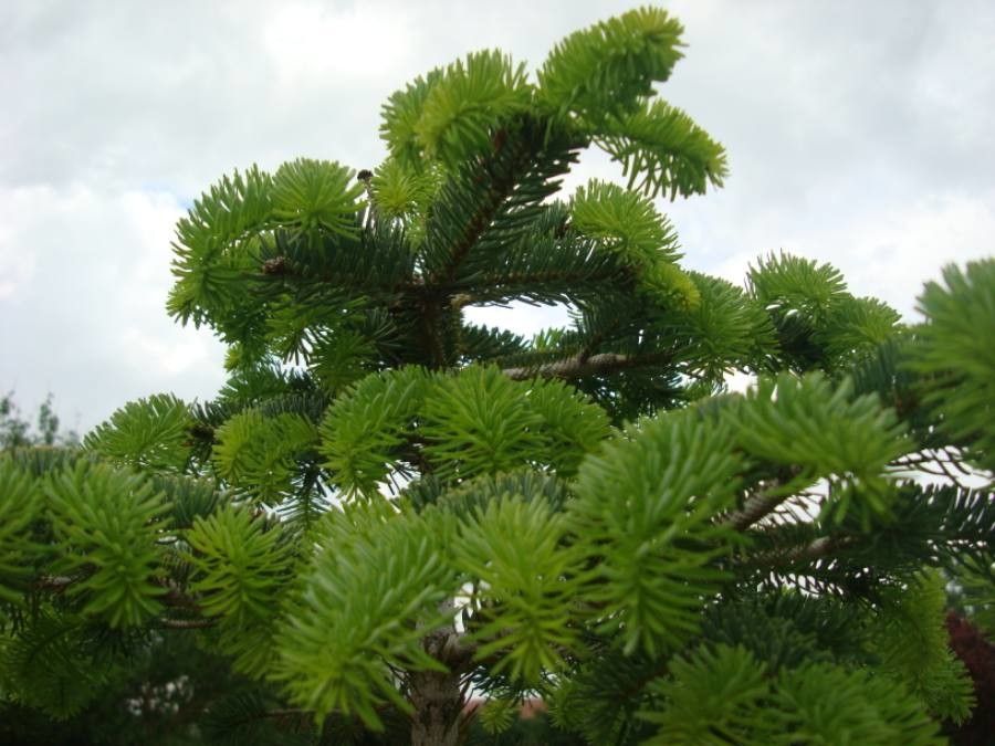 Abies nordmanniana — search result for 'Georgia'
