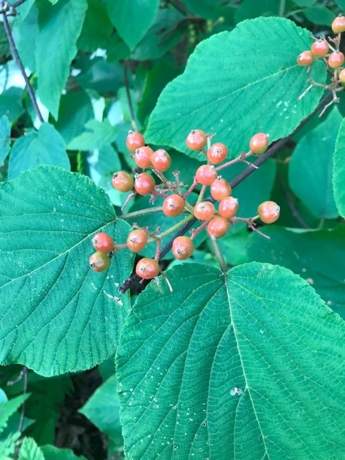 Viburnum lantanoides fruit