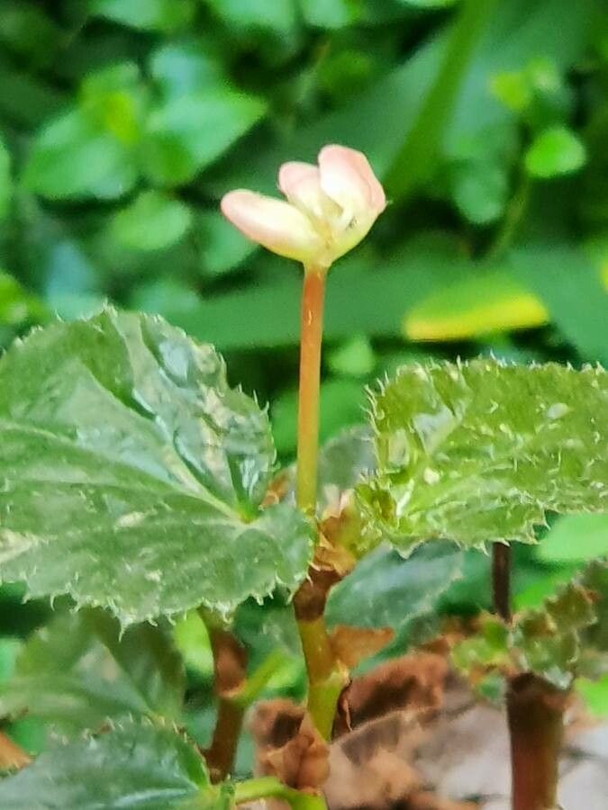 Begonia hirsuta — houseplant care guide