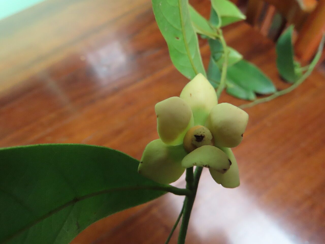 Guatteria costaricensis flower