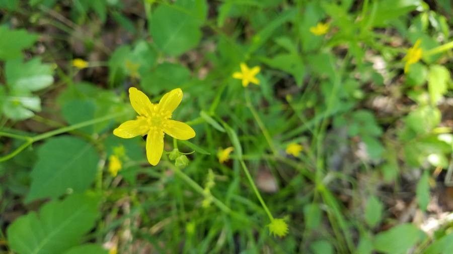 Ranunculus occidentalis flower