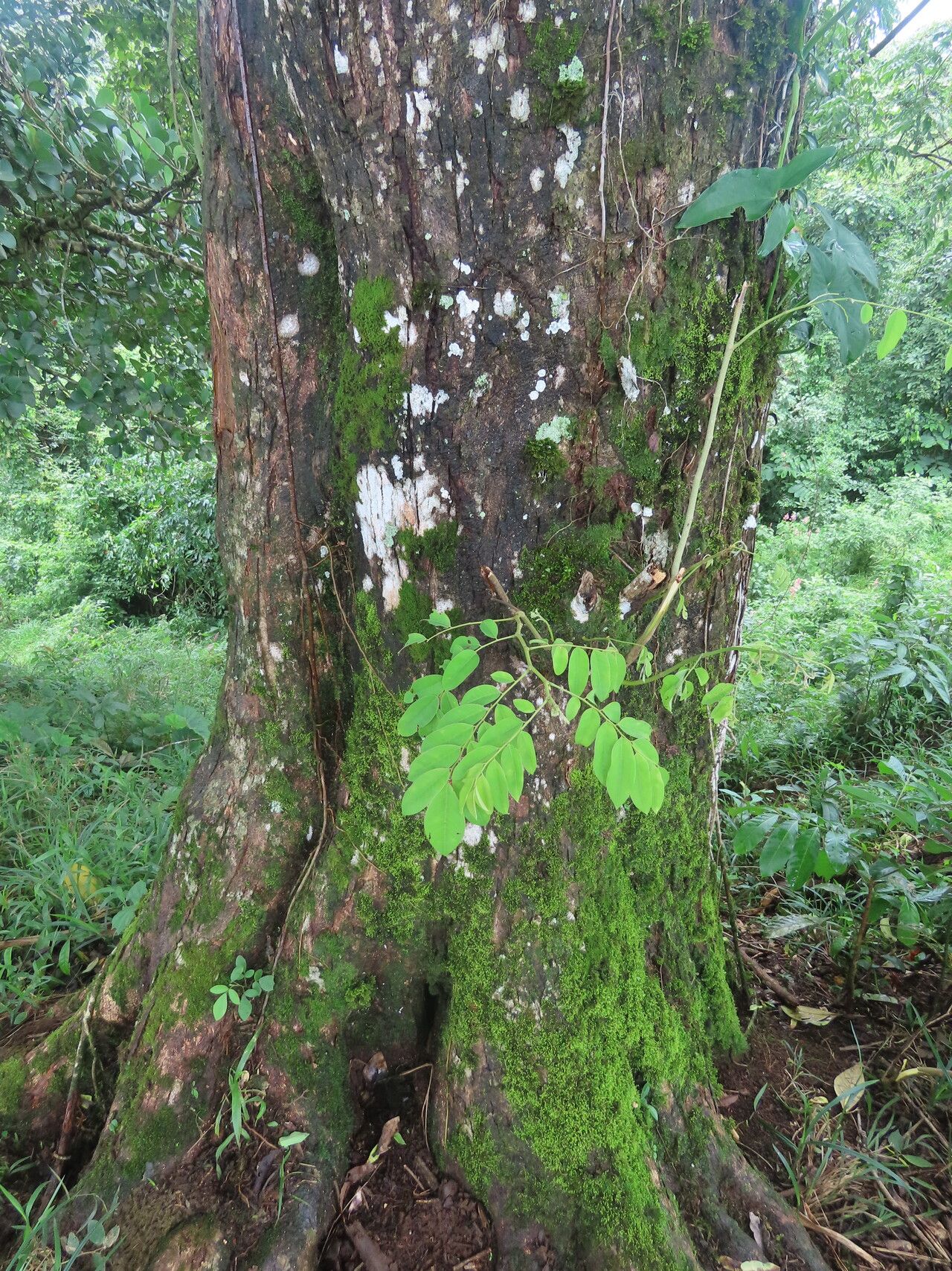 Dalbergia melanocardium habit