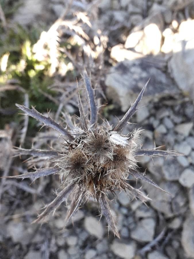 Carlina corymbosa fruit