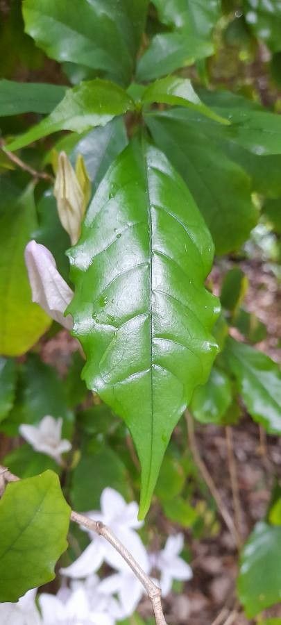 Mackaya bella — search result for 'Acanthaceae'