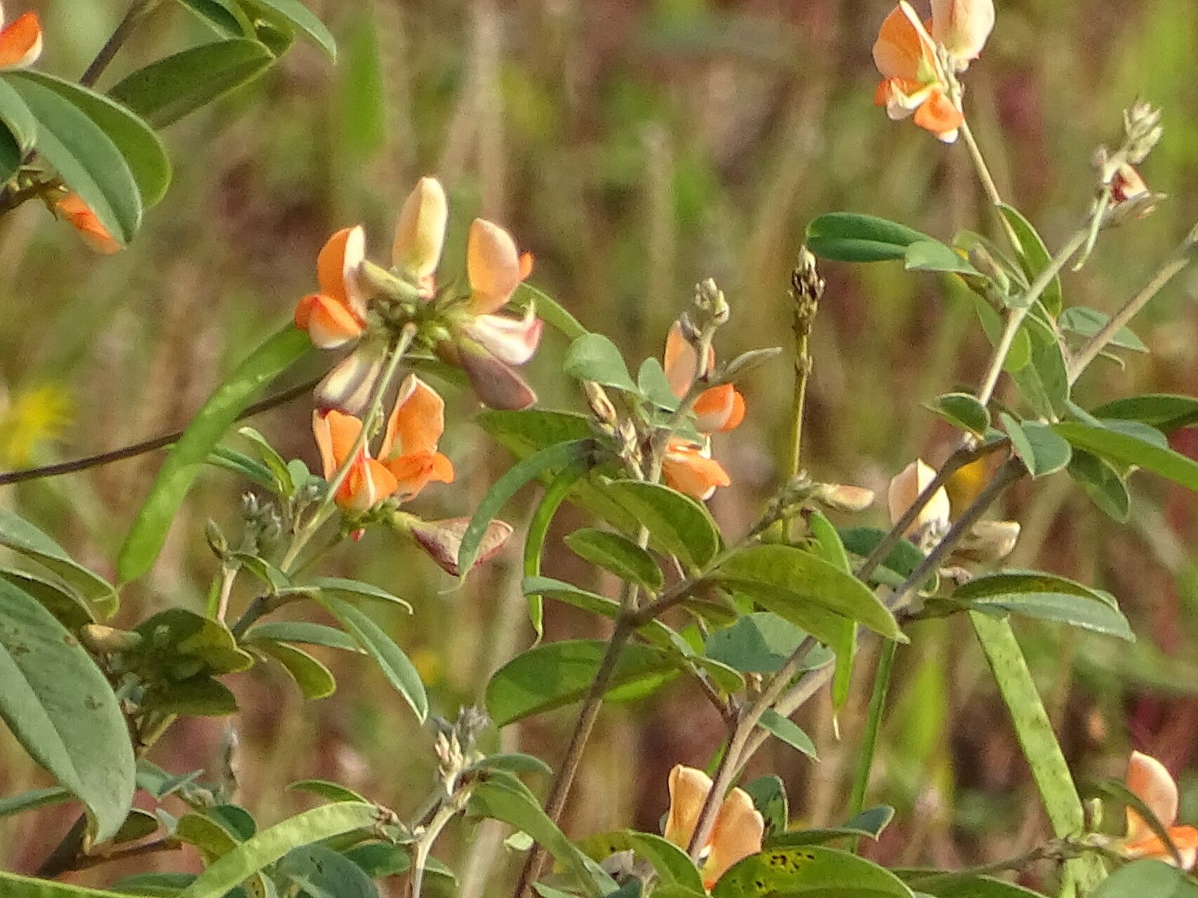 Tephrosia tinctoria flower