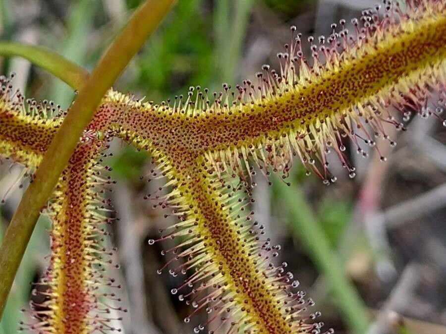 Drosera binata leaf
