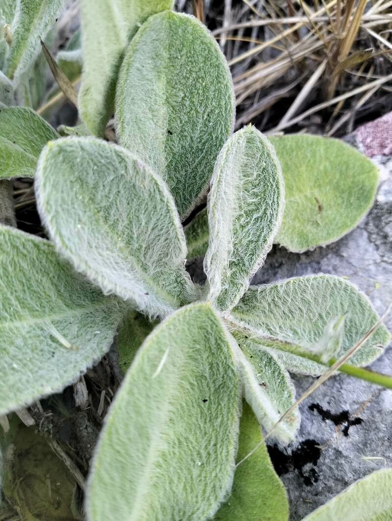 Hieracium waldsteinii — houseplant care guide