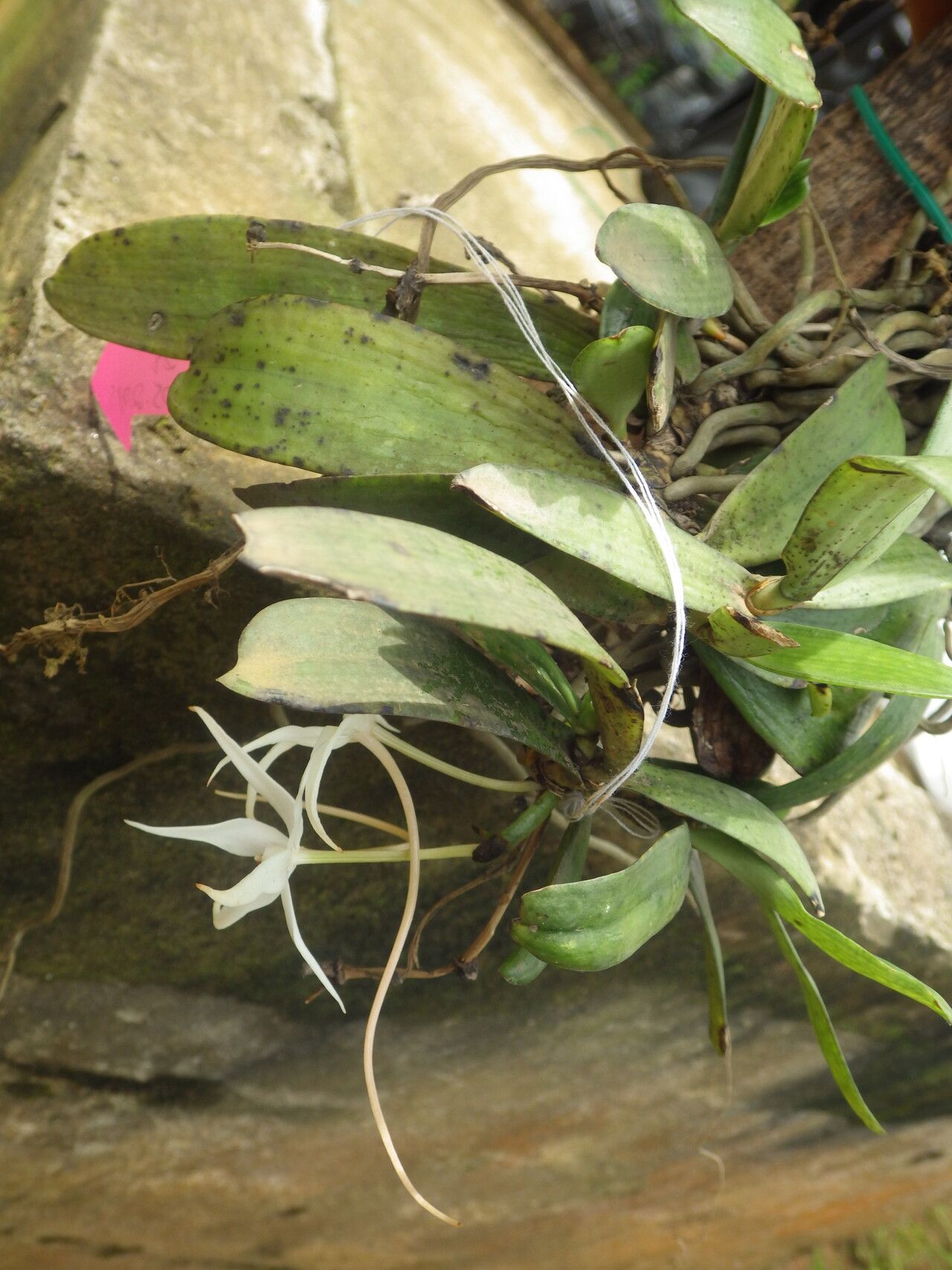 Aerangis gravenreuthii — search result for 'Aerangis'